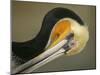 Close-up of Brown Pelican Preening, La Jolla, California, USA-Arthur Morris-Mounted Photographic Print