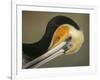 Close-up of Brown Pelican Preening, La Jolla, California, USA-Arthur Morris-Framed Photographic Print