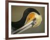 Close-up of Brown Pelican Preening, La Jolla, California, USA-Arthur Morris-Framed Photographic Print