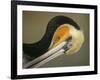 Close-up of Brown Pelican Preening, La Jolla, California, USA-Arthur Morris-Framed Photographic Print