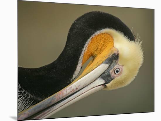 Close-up of Brown Pelican Preening, La Jolla, California, USA-Arthur Morris-Mounted Photographic Print