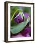 Close-up of Bud Opening in Spring-Nancy Rotenberg-Framed Photographic Print