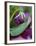 Close-up of Bud Opening in Spring-Nancy Rotenberg-Framed Photographic Print