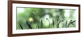 Close-Up of Buds-null-Framed Photographic Print