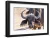 Close Up of Buffalo (Syncerus Caffer) Head and Horns-Kim Walker-Framed Photographic Print