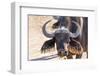 Close Up of Buffalo (Syncerus Caffer) Head and Horns-Kim Walker-Framed Photographic Print