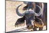 Close Up of Buffalo (Syncerus Caffer) Head and Horns-Kim Walker-Mounted Photographic Print