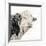 Close Up of Bull's Head-Mark Gemmell-Framed Photographic Print