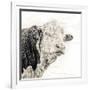 Close Up of Bull's Head-Mark Gemmell-Framed Photographic Print