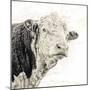 Close Up of Bull's Head-Mark Gemmell-Mounted Premium Photographic Print
