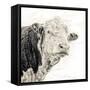 Close Up of Bull's Head-Mark Gemmell-Framed Stretched Canvas