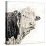 Close Up of Bull's Head-Mark Gemmell-Stretched Canvas