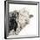 Close Up of Bull's Head-Mark Gemmell-Framed Photographic Print