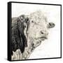 Close Up of Bull's Head-Mark Gemmell-Framed Stretched Canvas