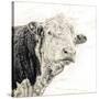 Close Up of Bull's Head-Mark Gemmell-Stretched Canvas