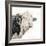 Close Up of Bull's Head-Mark Gemmell-Framed Photographic Print