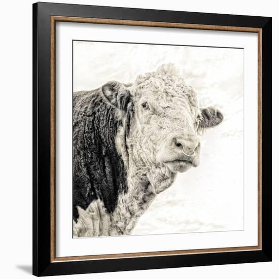 Close Up of Bull's Head-Mark Gemmell-Framed Photographic Print