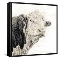 Close Up of Bull's Head-Mark Gemmell-Framed Stretched Canvas