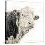 Close Up of Bull's Head-Mark Gemmell-Stretched Canvas