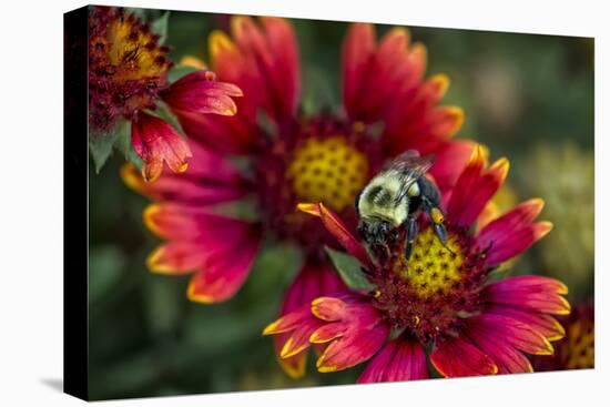 Close Up of Bumblebee with Pollen Basket on Indian Blanket Flower-Rona Schwarz-Stretched Canvas