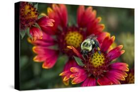 Close Up of Bumblebee with Pollen Basket on Indian Blanket Flower-Rona Schwarz-Stretched Canvas