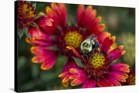 Close Up of Bumblebee with Pollen Basket on Indian Blanket Flower-Rona Schwarz-Stretched Canvas