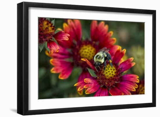 Close Up of Bumblebee with Pollen Basket on Indian Blanket Flower-Rona Schwarz-Framed Premium Photographic Print