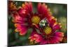 Close Up of Bumblebee with Pollen Basket on Indian Blanket Flower-Rona Schwarz-Mounted Premium Photographic Print