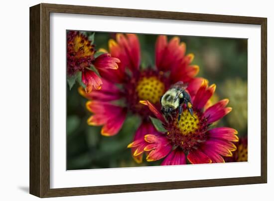 Close Up of Bumblebee with Pollen Basket on Indian Blanket Flower-Rona Schwarz-Framed Photographic Print