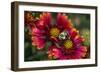Close Up of Bumblebee with Pollen Basket on Indian Blanket Flower-Rona Schwarz-Framed Photographic Print