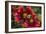 Close Up of Bumblebee with Pollen Basket on Indian Blanket Flower-Rona Schwarz-Framed Photographic Print