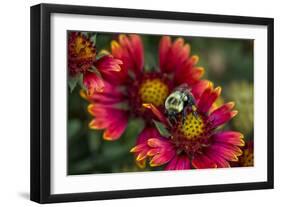 Close Up of Bumblebee with Pollen Basket on Indian Blanket Flower-Rona Schwarz-Framed Photographic Print