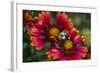 Close Up of Bumblebee with Pollen Basket on Indian Blanket Flower-Rona Schwarz-Framed Photographic Print