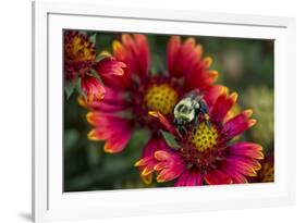 Close Up of Bumblebee with Pollen Basket on Indian Blanket Flower-Rona Schwarz-Framed Photographic Print