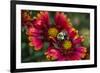 Close Up of Bumblebee with Pollen Basket on Indian Blanket Flower-Rona Schwarz-Framed Photographic Print