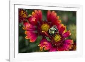 Close Up of Bumblebee with Pollen Basket on Indian Blanket Flower-Rona Schwarz-Framed Photographic Print