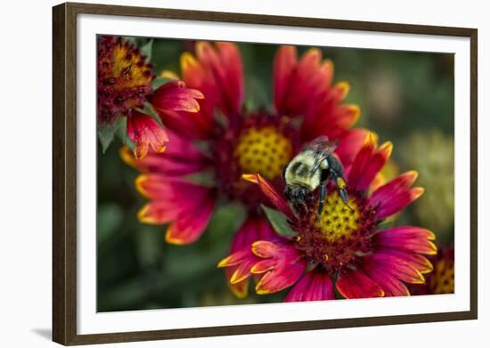 Close Up of Bumblebee with Pollen Basket on Indian Blanket Flower-Rona Schwarz-Framed Photographic Print