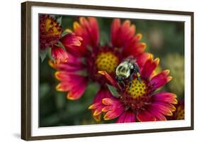 Close Up of Bumblebee with Pollen Basket on Indian Blanket Flower-Rona Schwarz-Framed Photographic Print