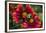 Close Up of Bumblebee with Pollen Basket on Indian Blanket Flower-Rona Schwarz-Framed Photographic Print