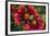 Close Up of Bumblebee with Pollen Basket on Indian Blanket Flower-Rona Schwarz-Framed Photographic Print