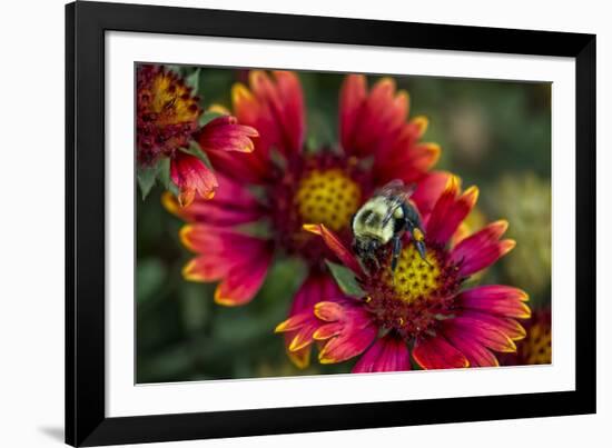 Close Up of Bumblebee with Pollen Basket on Indian Blanket Flower-Rona Schwarz-Framed Photographic Print