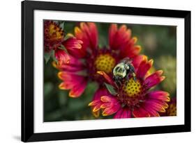 Close Up of Bumblebee with Pollen Basket on Indian Blanket Flower-Rona Schwarz-Framed Photographic Print