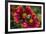 Close Up of Bumblebee with Pollen Basket on Indian Blanket Flower-Rona Schwarz-Framed Photographic Print