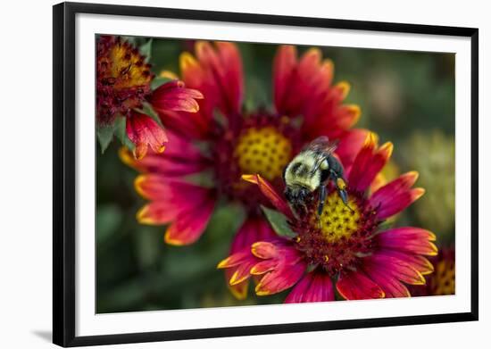 Close Up of Bumblebee with Pollen Basket on Indian Blanket Flower-Rona Schwarz-Framed Photographic Print