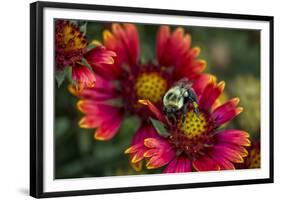 Close Up of Bumblebee with Pollen Basket on Indian Blanket Flower-Rona Schwarz-Framed Photographic Print