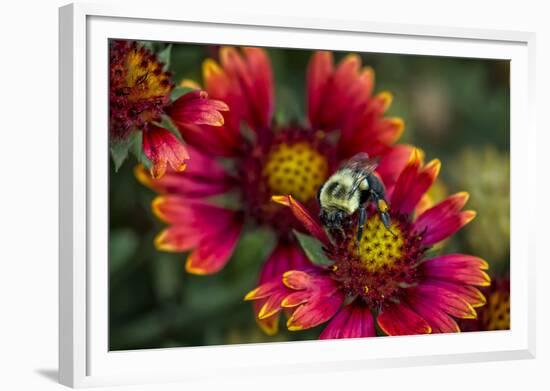 Close Up of Bumblebee with Pollen Basket on Indian Blanket Flower-Rona Schwarz-Framed Photographic Print