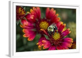 Close Up of Bumblebee with Pollen Basket on Indian Blanket Flower-Rona Schwarz-Framed Photographic Print