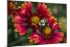 Close Up of Bumblebee with Pollen Basket on Indian Blanket Flower-Rona Schwarz-Mounted Photographic Print