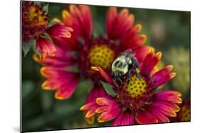 Close Up of Bumblebee with Pollen Basket on Indian Blanket Flower-Rona Schwarz-Mounted Photographic Print