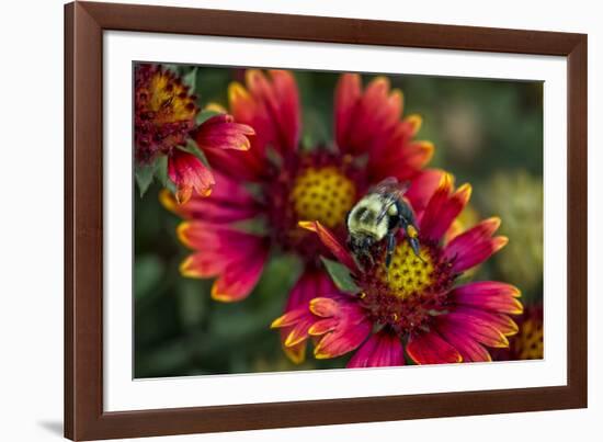 Close Up of Bumblebee with Pollen Basket on Indian Blanket Flower-Rona Schwarz-Framed Photographic Print